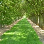An avenue of cider apple trees at Breinton Manor Farm (N. Geeson)