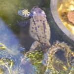 Frog, having laid frogspawn, near Kings Acre Road, March 2014 (N. Geeson)