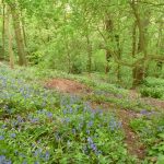 Bluebells in Breinton Wood (N. Geeson)