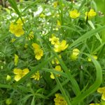 Goldilocks buttercup, an indicator that Breinton Wood is ancient (N. Geeson)