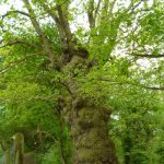 This old oak in Breinton Wood may be 300-350 years old (N. Geeson)