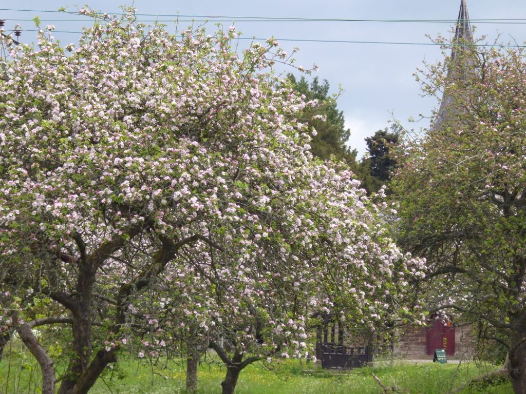 National Trust orchard at Breinton Springs (N. Geeson)