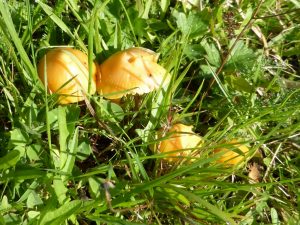 Waxcaps in a long-established ungrazed meadow (N. Geeson)