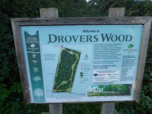 Interpretation board at Drovers Wood (N. Geeson)