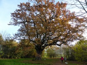 Old oak among younger trees of Drovers Wood, that were planted in 2001 (N. Geeson
