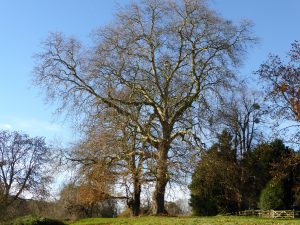 Turkey Oak and London Plane on Green Bank, Warham