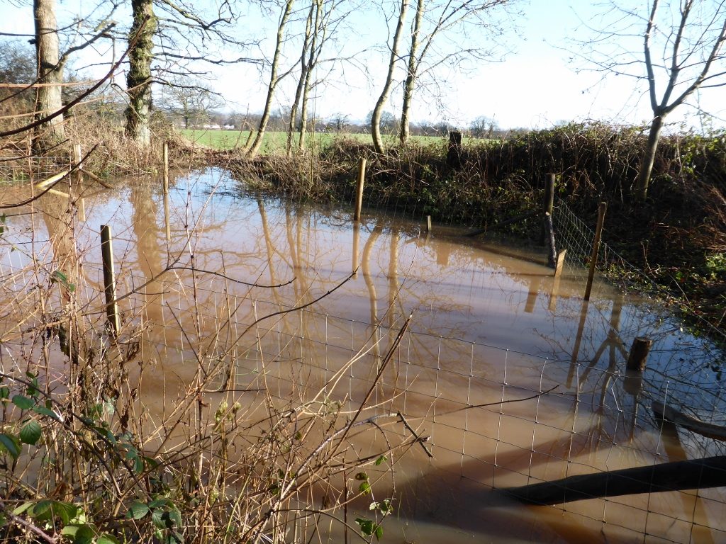 Pond on the edge of Wyevale Wood, managed as a habitat for toads and grass snakes (N. Geeson)