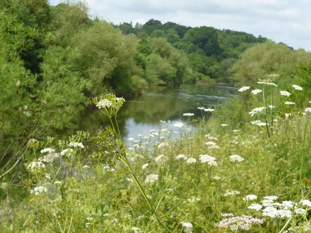 The River Wye has cut through Devonian Raglan mudstones to form a steep-side gorge by Breinton Springs (N. Geeson)