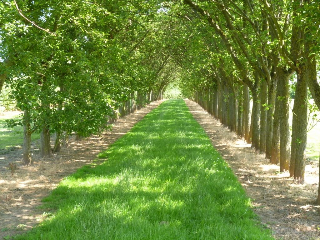 An avenue of cider apple trees at Breinton Manor Farm (N. Geeson)