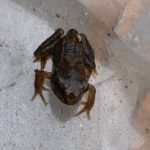 Froglet, near Kings Acre Road, June 2014 (N. Geeson)